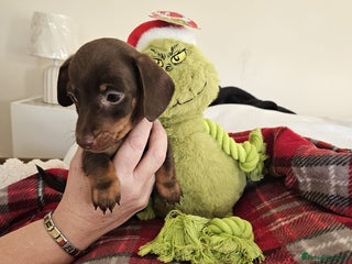 Miniature Dachshund dogs Kc miniature dachshund puppies - Advert 8