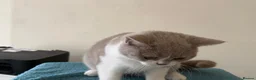 British Shorthair cats for sale: Gorgeous GCCF British Shorthair Kittens ❤️ Ready  - Advert 12