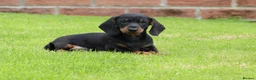 Dachshund dogs for sale: Miniature Dachshund puppies for sale - Advert 7
