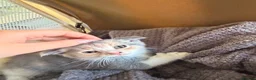 Scottish Fold cats for sale: Scottish Fold Cross Kitten  in London - Advert 3