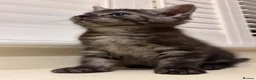 Mixed Breed cats for sale: 3 Dark grey mixed persian chinchilla kittens - Advert 14