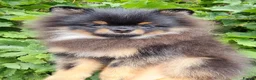 Pomeranian dogs for sale: Luxury Pomeranian Puppies for sale!!! - Advert 13