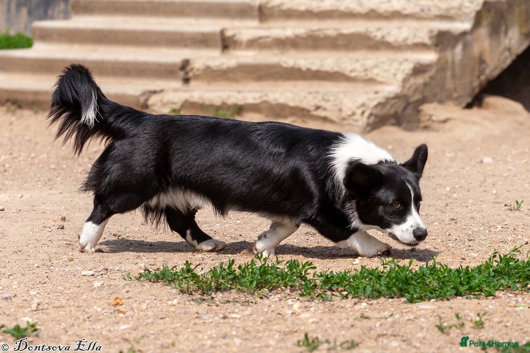 Welsh Corgi Pembroke dogs for adoption: ROGER – Welsh Corgi Pembroke (Male) - Advert 5