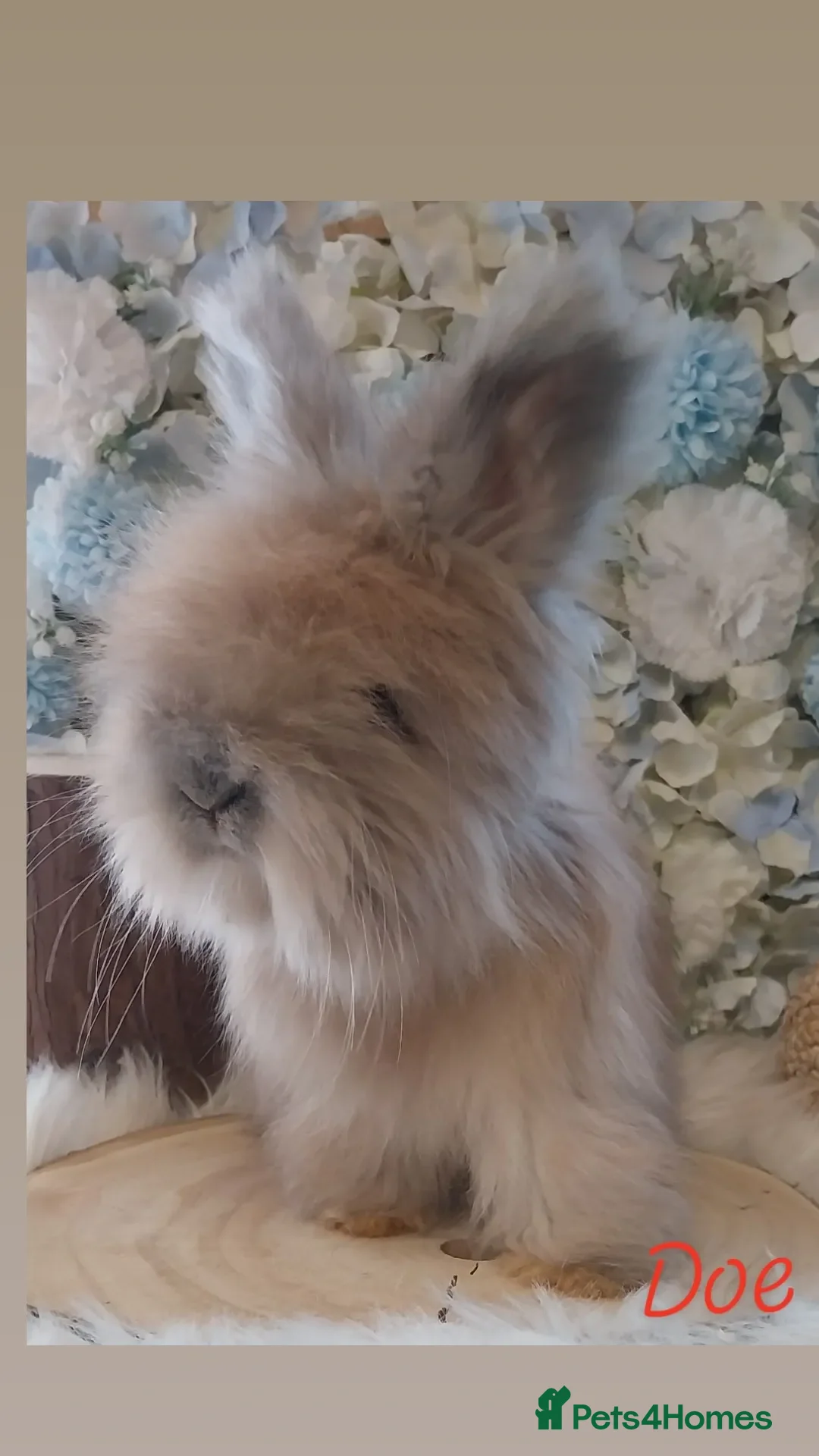 Angora rabbits for sale: 2 Beautiful Angora Ready Now  - Advert 1