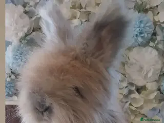 Angora rabbits 2 Beautiful Angora Ready Now - Advert 1