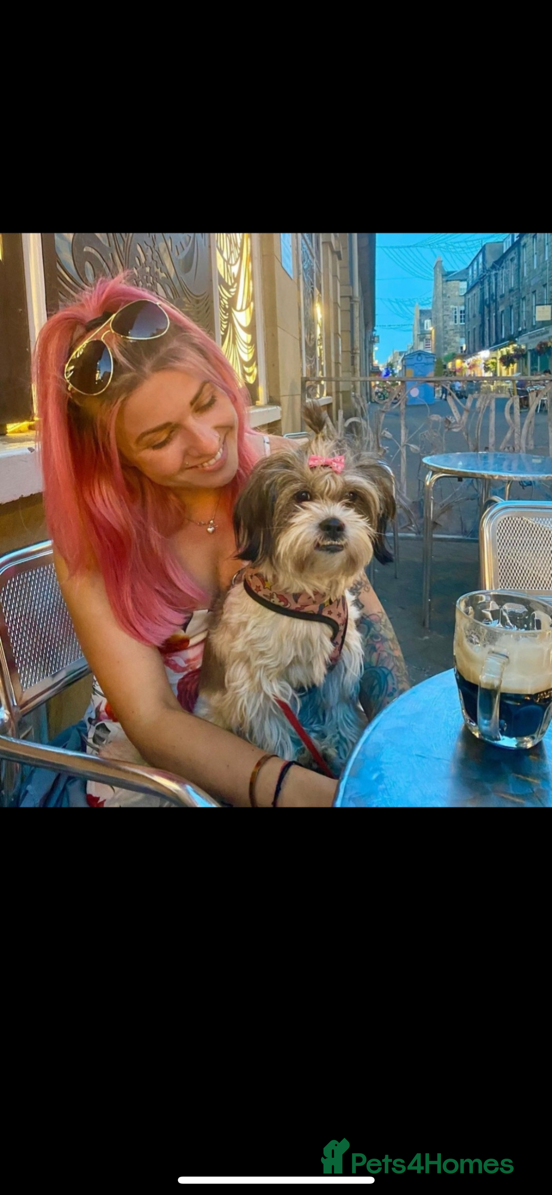 Mixed Breed dogs for sale: Stunning Lhasa apso x puppies  - Image 10