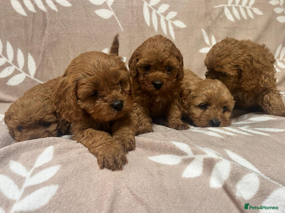 Cavapoo dogs for sale: Cavapoo Puppy’s - Image 4