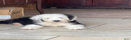 Old English Sheepdog dogs for sale: Old English sheep dog puppies  - Advert 4