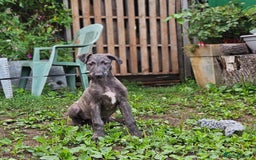Deerhound dogs for sale: Stunning deerhound pups - Image 5