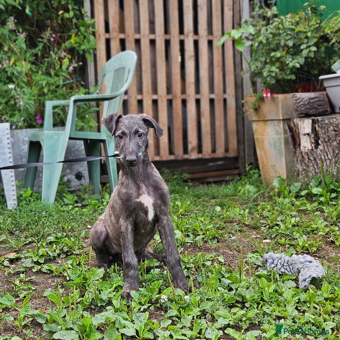 Deerhound dogs for sale: Stunning deerhound pups - Image 5
