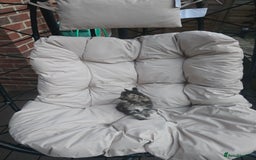 Siberian cats for sale: Siberian cross kitten - Image 2