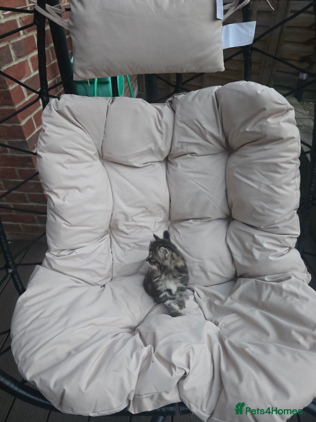 Siberian cats for sale: Siberian cross kitten - Image 2