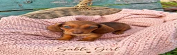 Miniature Dachshund dogs for sale: Miniature Dachshund Boys and Girl - Advert 21