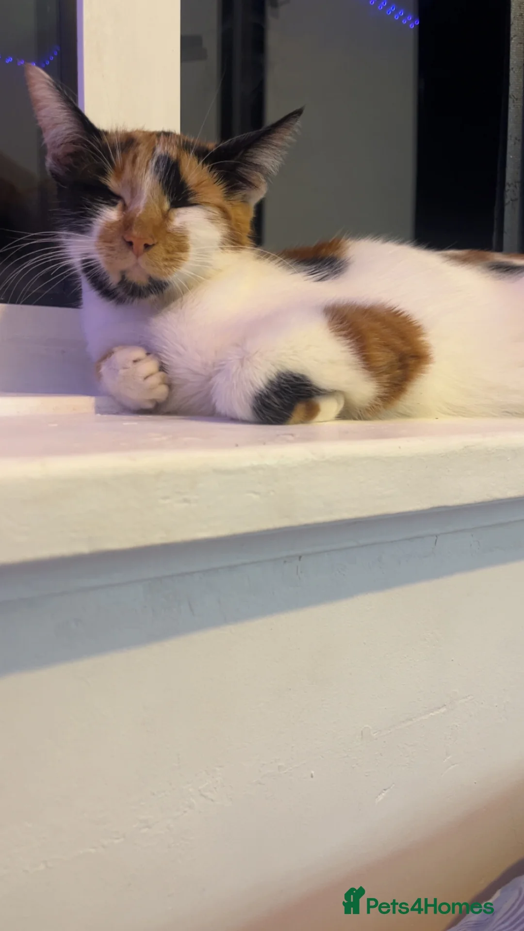 Mixed Breed cats for sale: Babies looking for lifetime homes  in Birmingham - Advert 2