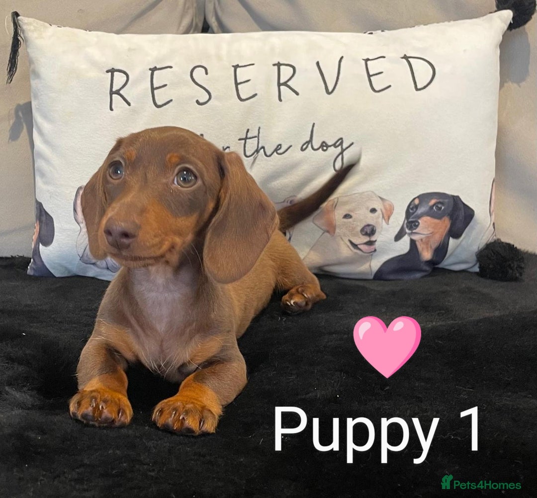 Miniature Dachshund dogs for sale: Ethically Bred Superior Health Tested Miniatures - Image 22