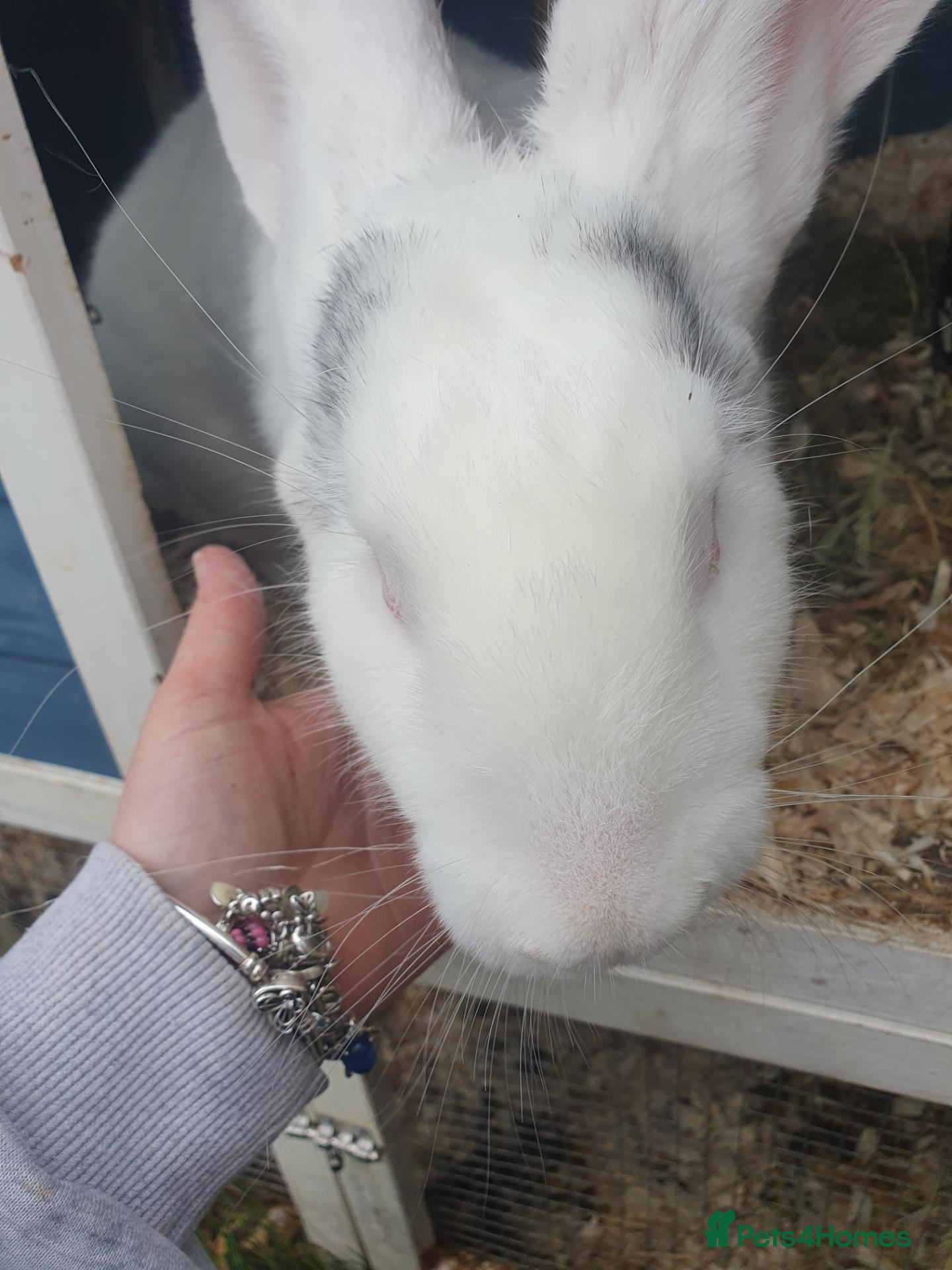 Continental Giant rabbits for sale: Female Magpie continental giant - Advert 3