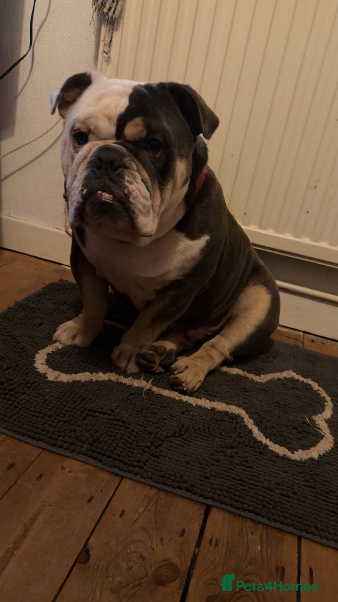 English Bulldog dogs for sale: Looking for new FOREVER home🏡 - Advert 2