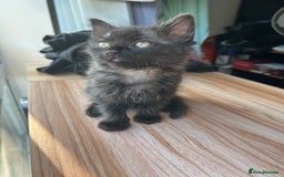 Ragdoll cats for sale: Ragdoll x Russian white Male !! - Image 2