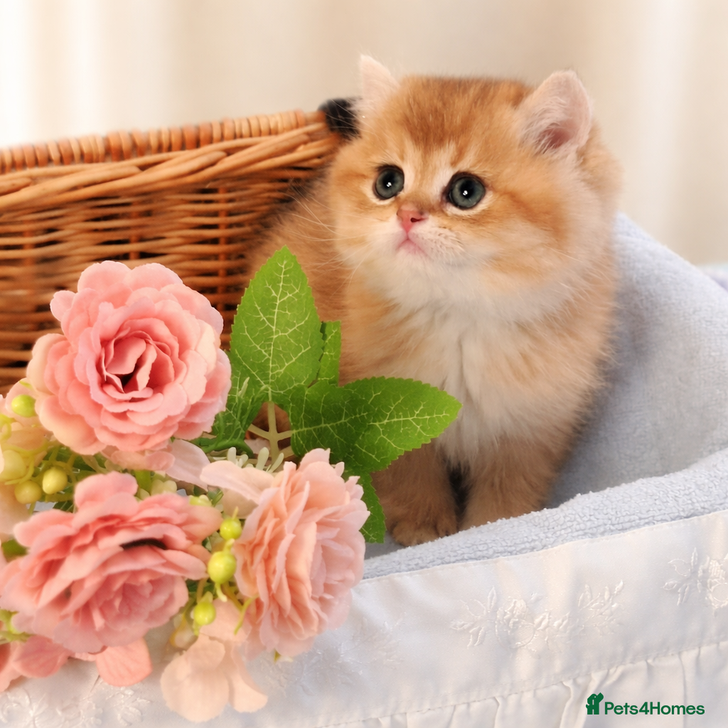 British Shorthair cats 🧡 GOLDEN & GOLDEN BLUE BSH KITTENS 🧡  - Advert 1