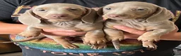 Miniature Dachshund dogs for sale: Miniature dachshund  - Advert 2