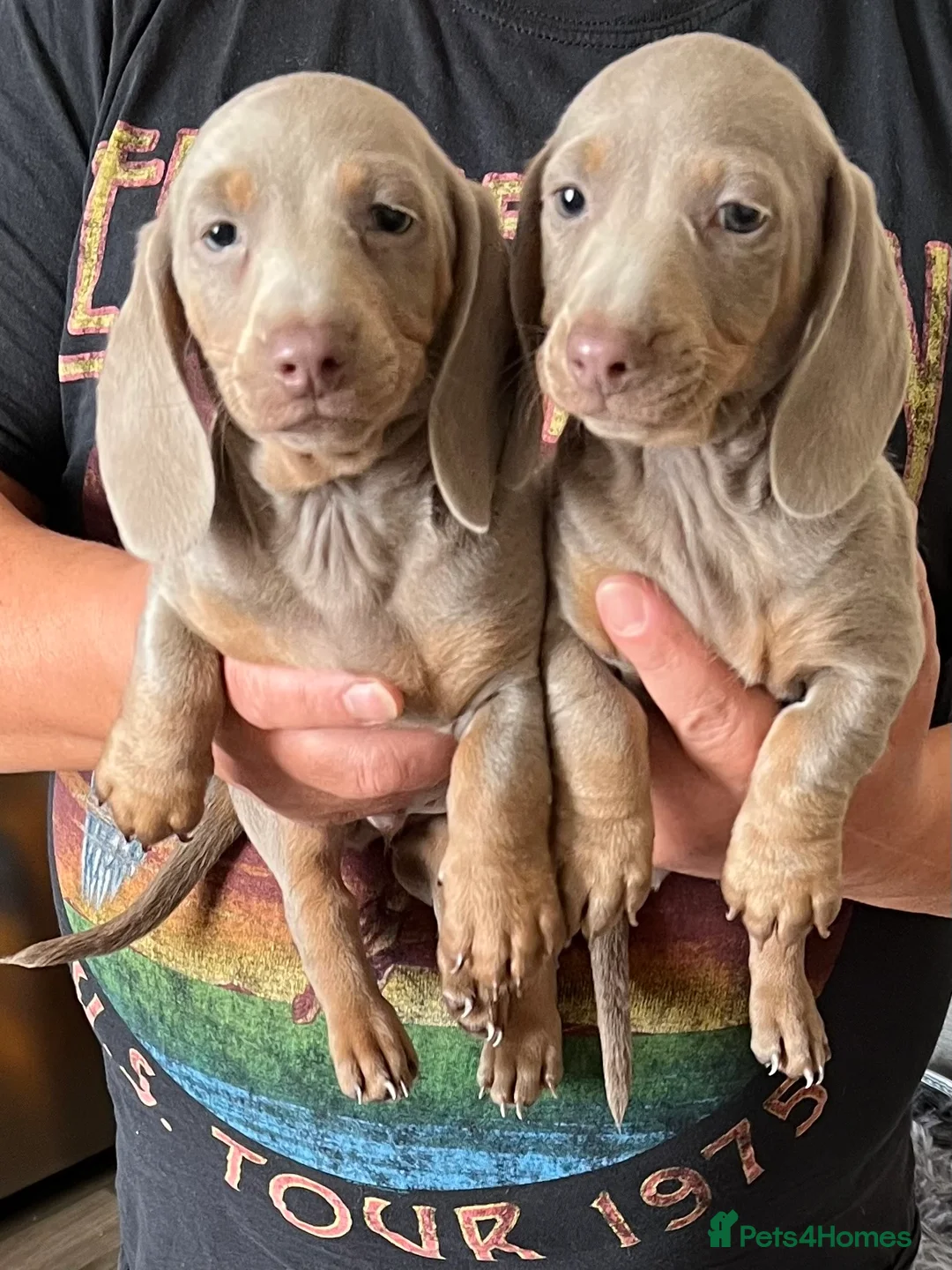 Miniature Dachshund dogs for sale: Miniature dachshund  - Advert 2