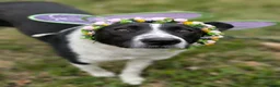 Mixed Breed dogs for adoption: ❤️🐶 RIABA – THE COMPANION EVERY FAMILY DREAMS OF in Burton-on-Trent - Advert 15