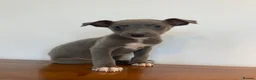 Whippet dogs for sale: Whippet puppies READY TO GO NOW  - Advert 3