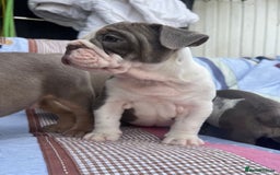 Olde English Bulldogge dogs for sale: Puppies 07931561727 - Image 2