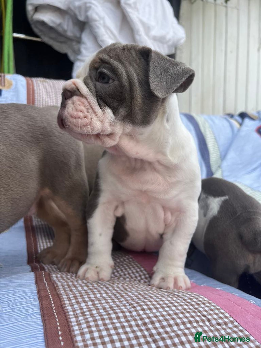 Olde English Bulldogge dogs for sale: Puppies 07931561727 - Image 2