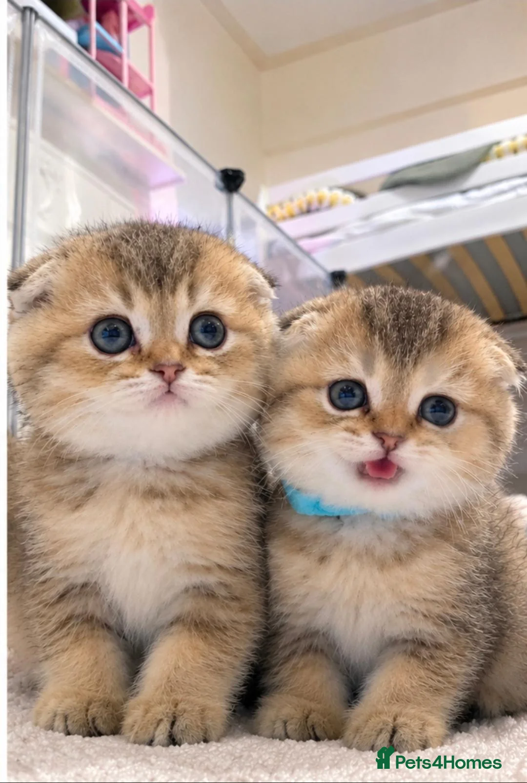 Mixed Breed cats for sale: Beautiful Scottish folds - 2 males Left - Advert 2