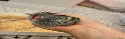 Quail poultry for sale: 4x female Coturnix quail.  - Advert 3