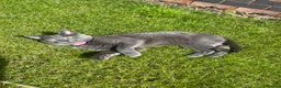 Russian Blue cats for sale: Russian Blue Sisters- looking for new home - Advert 3