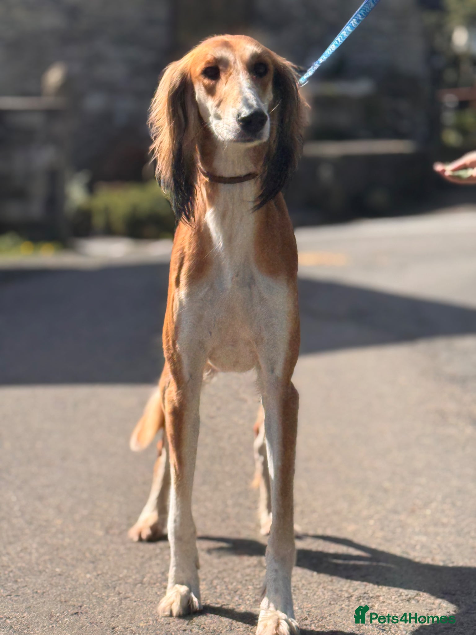 Saluki dogs Male saluki  - Advert 1