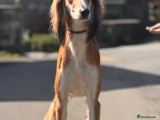 Saluki dogs Male saluki - Advert 1