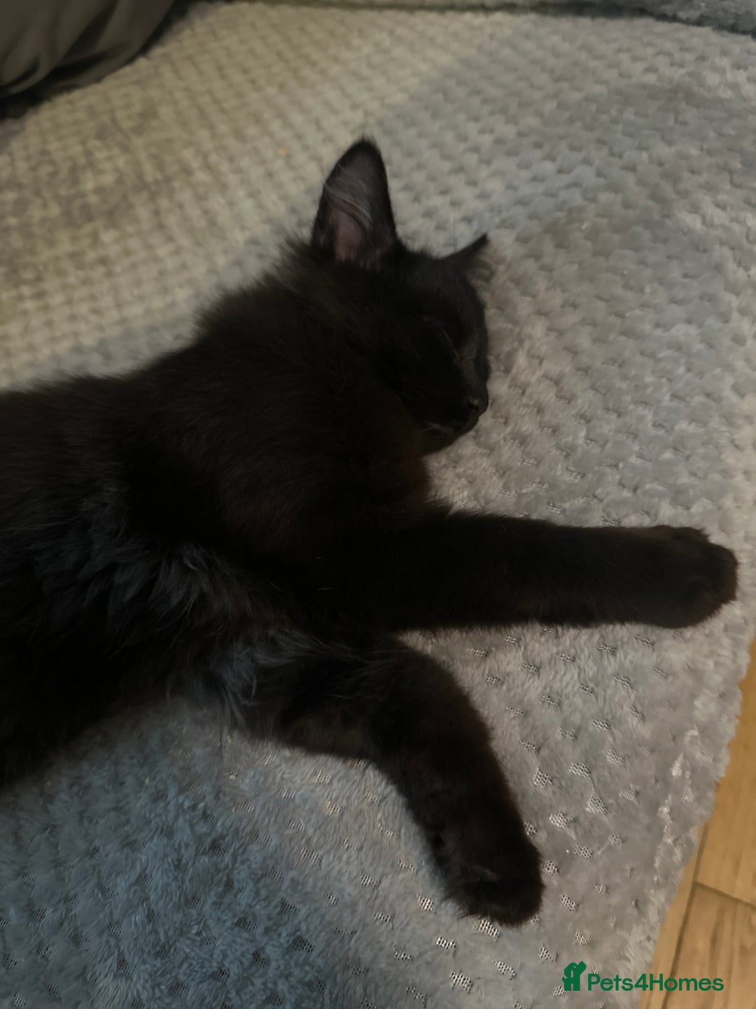 Ragdoll cats for sale: 🐈‍⬛ Beautiful majestic black kittens 🐈‍⬛ - Image 3