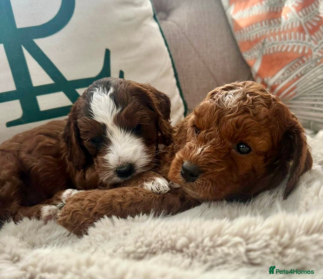 Cockapoo dogs Lovely chunky cockapoo puppies - Advert 2