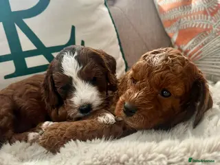 Cockapoo dogs Lovely chunky cockapoo puppies - Advert 2