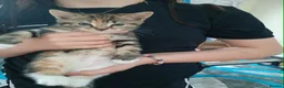 Mixed Breed cats for sale: Kittens for sale - Advert 2