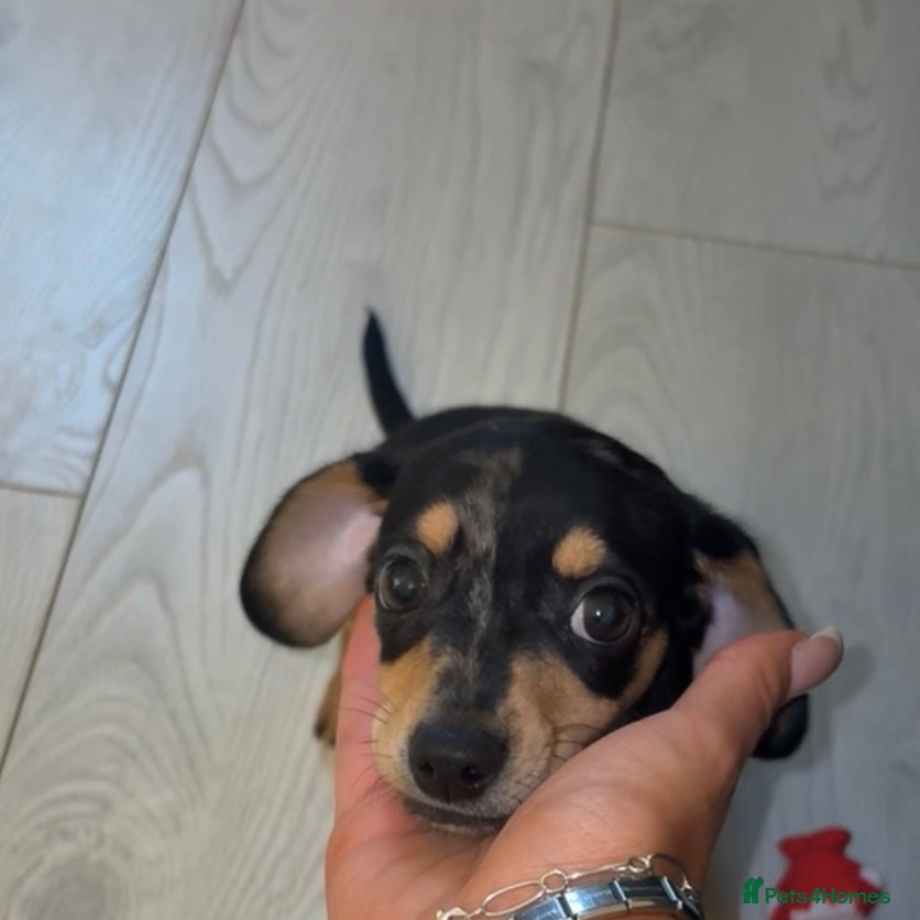 Dachshund dogs Gorgeous mini Dacshund X puppies🐾 - Advert 11