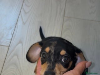 Dachshund dogs Gorgeous mini Dacshund X puppies🐾 - Advert 11