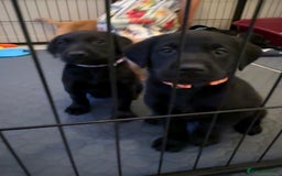 Labrador Retriever dogs for sale: Black/fox Labrador kc with 5 wks free insurance  - Image 31