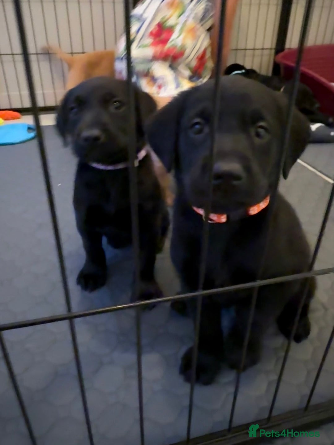 Labrador Retriever dogs for sale: Black/fox Labrador kc with 5 wks free insurance  - Image 31