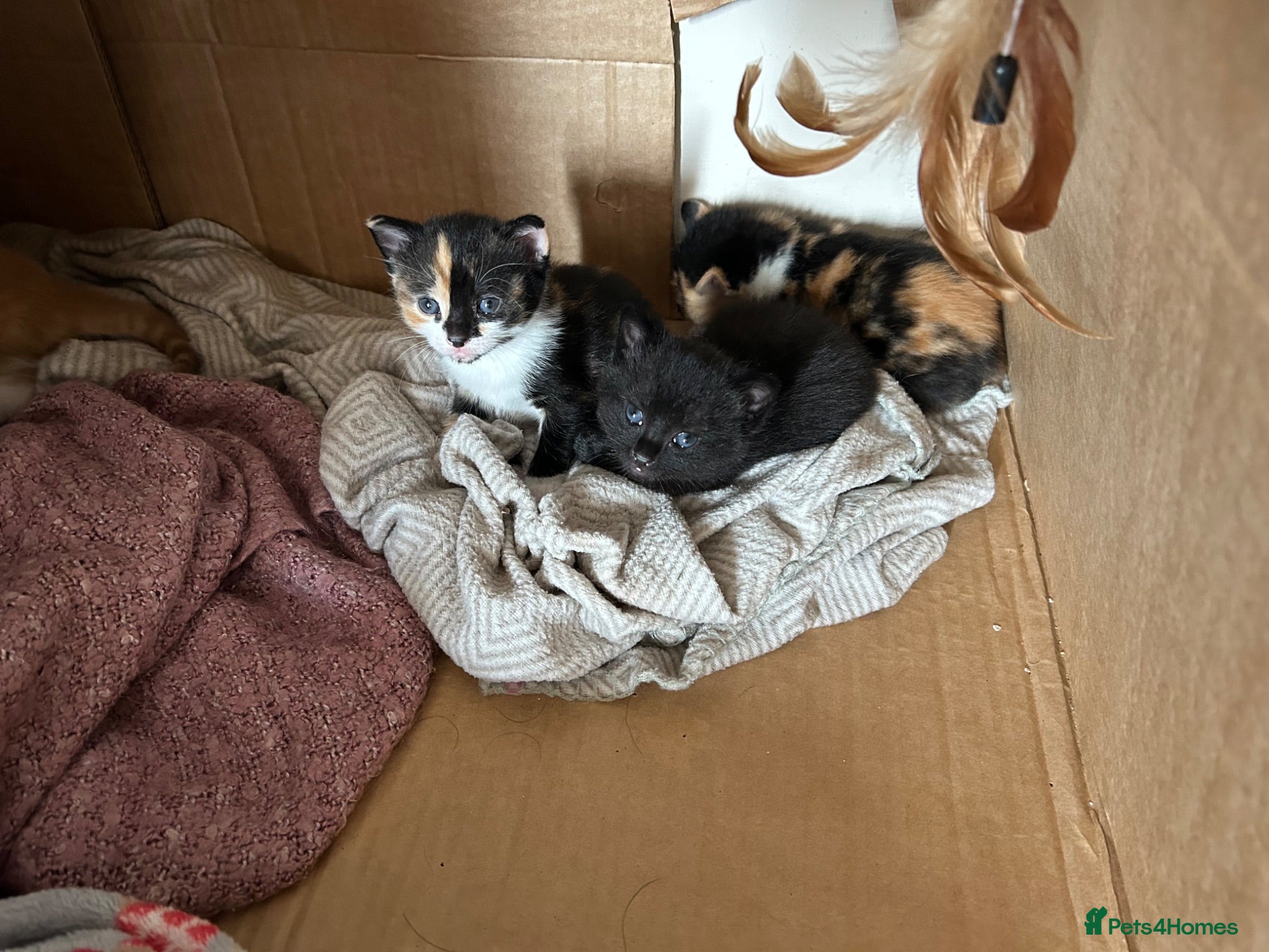 Mixed Breed cats Family Litter - Moggies - Advert 1