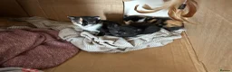 Mixed Breed cats for sale: Family Litter - Moggies in Stourbridge - Advert 1