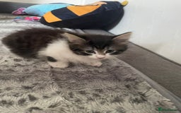 Mixed Breed cats for sale: Mix maine cone kittens  - Image 24