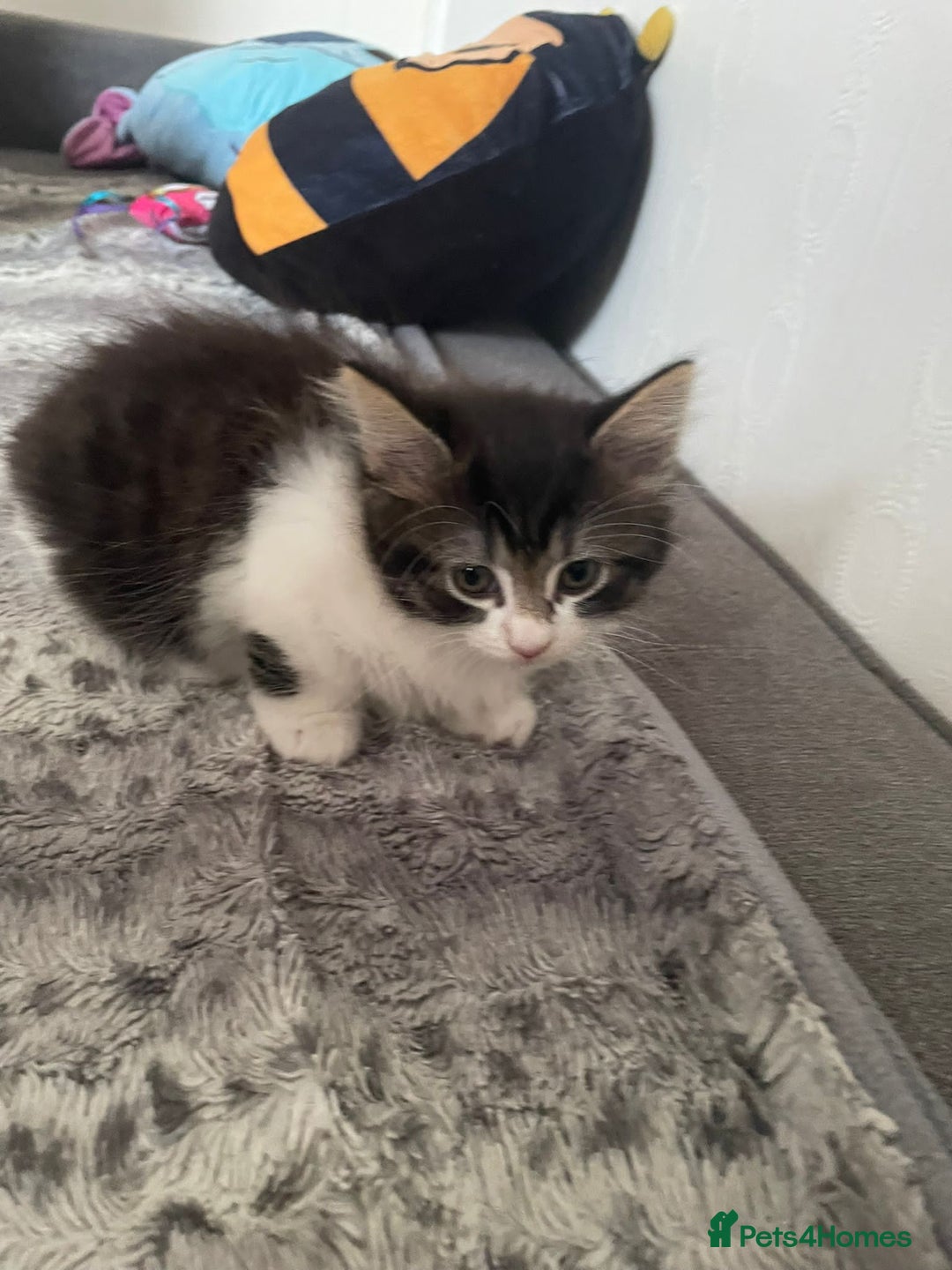 Mixed Breed cats for sale: Mix maine cone kittens  - Image 24