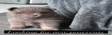 Pomeranian 2