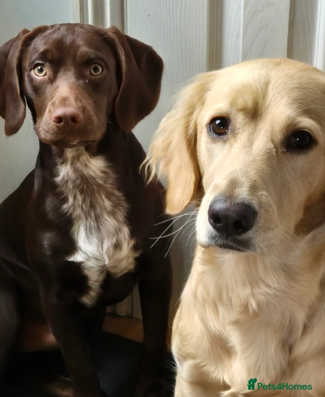 Cocker Spaniel dogs for sale: Cocker Spaniel X Pups  - Advert 16