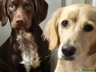 Cocker Spaniel dogs Cocker Spaniel X Pups - Advert 1