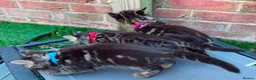 Bengal cats for sale: Bengal X Maine Coon Kittens - Advert 10